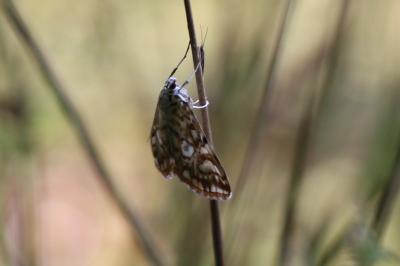 <i>Elophila nymphaeata</i>