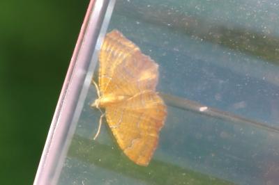 Brocatelle d'or 