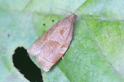 <i>Archips rosana</i>