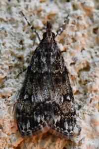<i>Eudonia lacustrata</i>