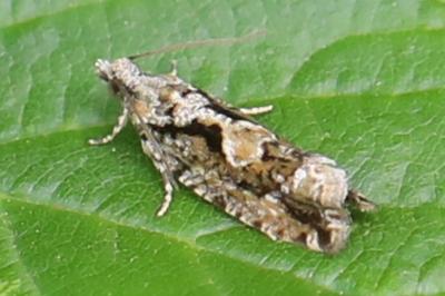 <i>Zeiraphera isertana</i>