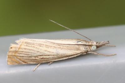<i>Chrysoteuchia culmella</i>