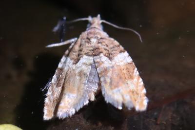 <i>Epinotia abbreviana</i>
