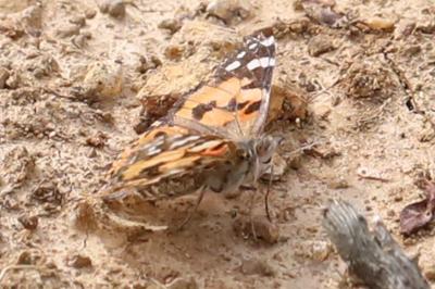 Vanesse des Chardons 