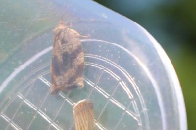 <i>Archips xylosteana</i>