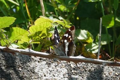 Grand mars changeant 