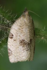 <i>Lozotaenia forsterana</i>