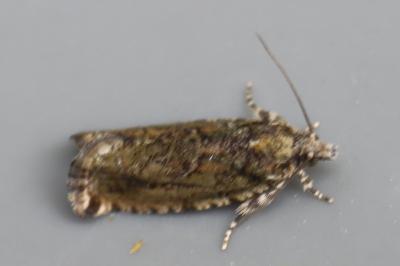 <i>Zeiraphera isertana</i>