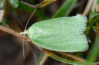 <i>Tortrix viridana</i>