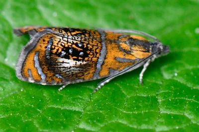 <i>Olethreutes arcuella</i>