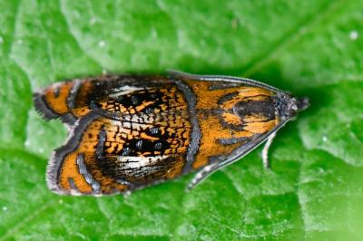 <i>Olethreutes arcuella</i>