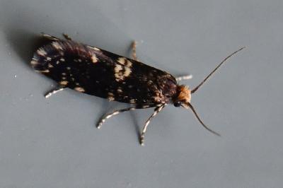 <i>Diplodoma laichartingella</i>