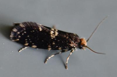 <i>Diplodoma laichartingella</i>