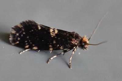 <i>Diplodoma laichartingella</i>