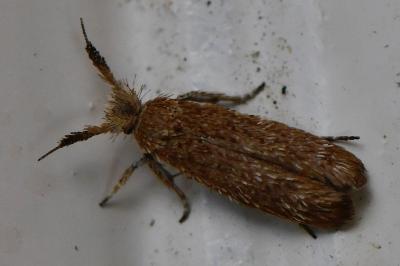 <i>Ochsenheimeria taurella</i>