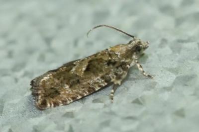 <i>Zeiraphera isertana</i>