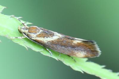 <i>Metalampra</i>