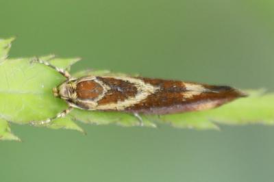 <i>Metalampra</i>