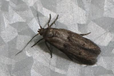 <i>Blastobasis phycidella</i>
