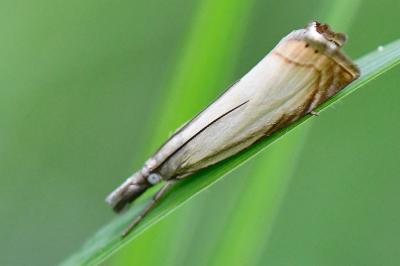 <i>Chrysoteuchia culmella</i>