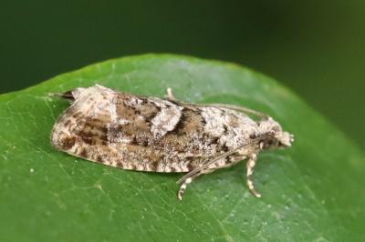 <i>Zeiraphera isertana</i>