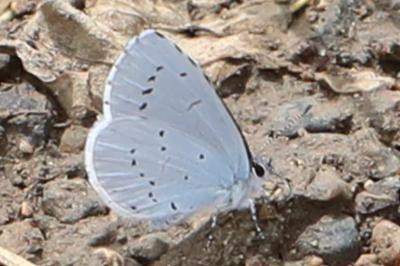 Celastrina argiolus