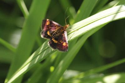 <i>Pyrausta aurata</i>