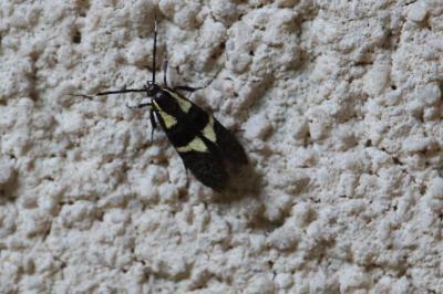 <i>Dasycera oliviella</i>