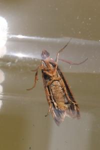 <i>Homoeosoma sinuella</i>