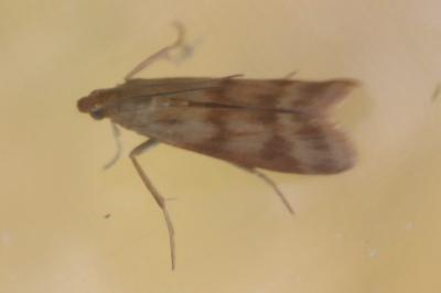 <i>Homoeosoma sinuella</i>