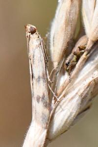 <i>Homoeosoma sinuella</i>