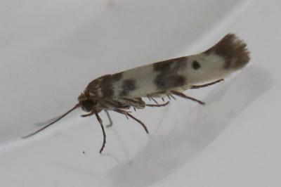 <i>Enolmis acanthella</i>