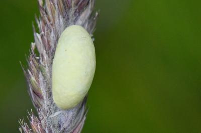 Zygène du Sainfoin 