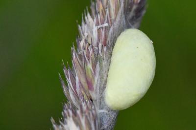 Zygène du Sainfoin 