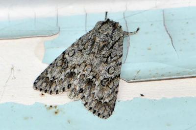 Noctuelle de l'Erable 