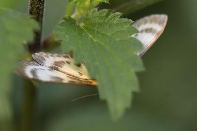 <i>Anania hortulata</i>
