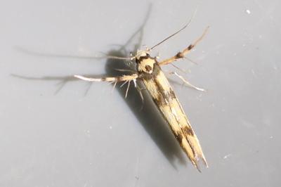<i>Stathmopoda pedella</i>