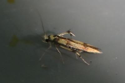 <i>Stathmopoda pedella</i>