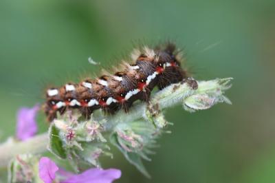 Noctuelle de la Patience 