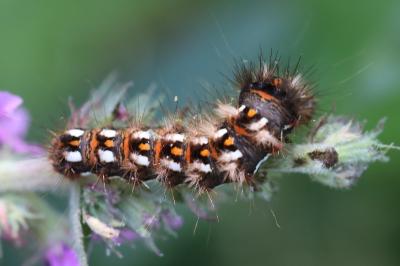 Noctuelle de la Patience 