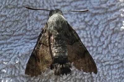 Moro-Sphinx 