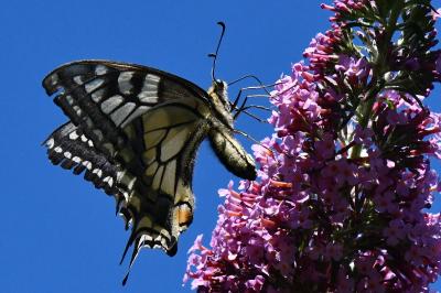 Machaon 