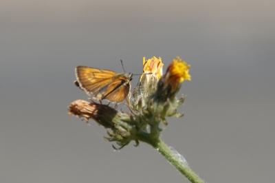 Hespérie du Chiendent 