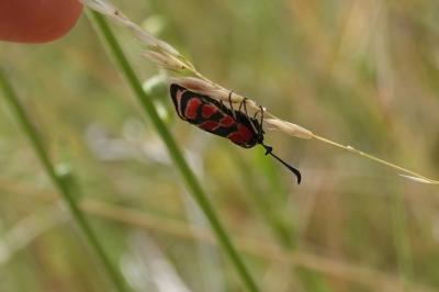 Zygène du Sainfoin 
