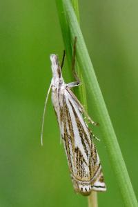 <i>Crambus lathoniellus</i>