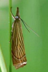 <i>Chrysoteuchia culmella</i>