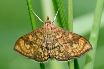 <i>Anania verbascalis</i>