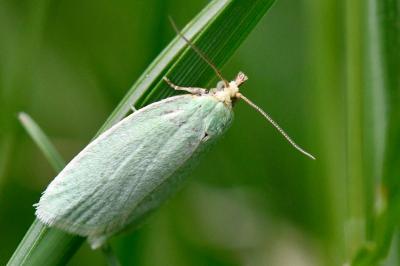 <i>Tortrix viridana</i>