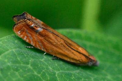 <i>Lathronympha strigana</i>