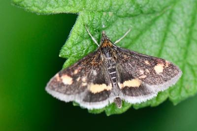 <i>Pyrausta aurata</i>